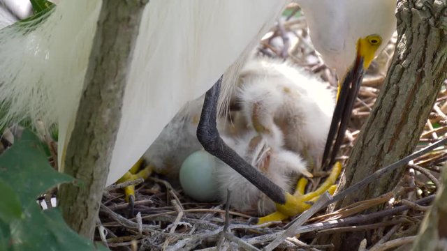 Nest with chicks close up. Nestling in the nest. Newborn chicks hatched from eggs. The bird mother feeds the chicks in the nest. 4k resolution.