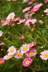 Obraz premium Daisies - wildflowers - South Africa