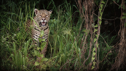 American jaguar female in the nature habitat, panthera onca, wild brasil, brasilian wildlife, pantanal, green jungle, big cats - obrazy, fototapety, plakaty
