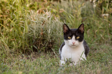 Domestic black and white cat laying on the grass