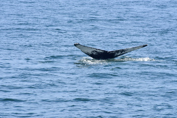 Fototapeta premium Humpback Whale Surfacing off New England Coast