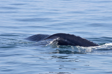 Humpback Whale Surfacing off New England Coast