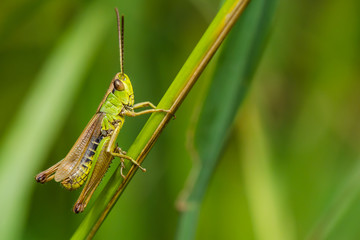 Close up Grashüpfer Heuschrecke