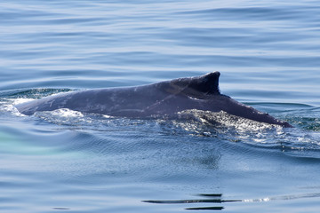 Humpback Whale Surfacing off New England Coast