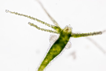 Hydra is a genus of small, fresh-water animals of the phylum Cnidaria and class Hydrozoa under the microscope for education.