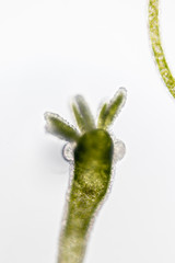 Hydra is a genus of small, fresh-water animals of the phylum Cnidaria and class Hydrozoa under the microscope for education.
