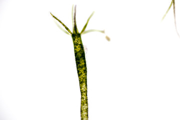 Hydra is a genus of small, fresh-water animals of the phylum Cnidaria and class Hydrozoa under the microscope for education.