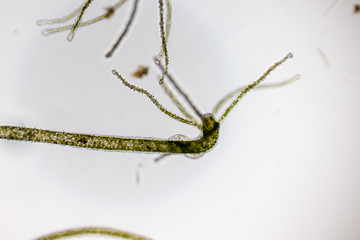 Hydra is a genus of small, fresh-water animals of the phylum Cnidaria and class Hydrozoa under the microscope for education.