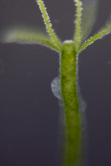 Hydra is a genus of small, fresh-water animals of the phylum Cnidaria and class Hydrozoa under the microscope for education.