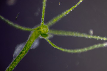 Hydra is a genus of small, fresh-water animals of the phylum Cnidaria and class Hydrozoa under the microscope for education.