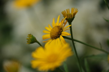 Blume in Tefenschärfe High Res