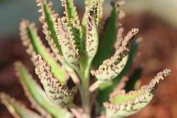 Kalanchoe Żywor&oacute;dka Serrata