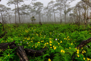 Yellow rainy flowers in the field of fern and  pine forest on highland in Thailand.