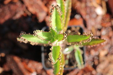 Kalanchoe Żyworódka Serrata