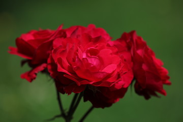 Rosen Blühend