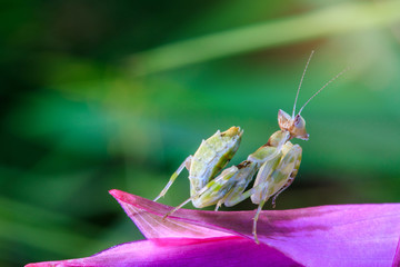 Young grasshopper on the purple flower.