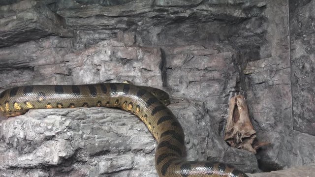 Green anaconda (Eunectes murinus). Big anaconda.