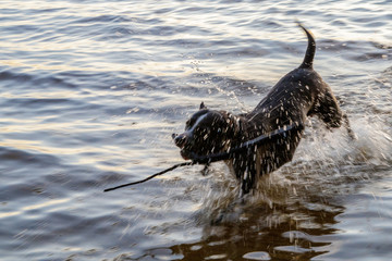 Fototapeta premium the dog leaps through the water