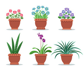 Room Plants in Clay Pots for Interior Design Decor