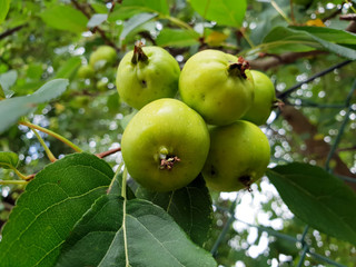 Kleine grüne Äpfel am Baum