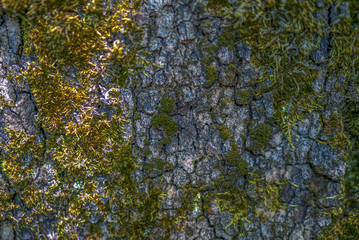 Obraz premium wooden texture background, tree texture, moss on the tree