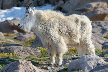 Mountain Goats in the Colorado Rocky Mountains