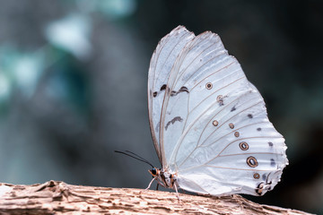 Closeup  beautiful butterfly  & flower in the garden.