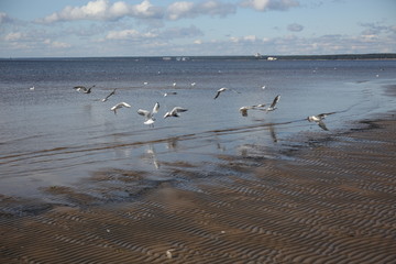 The shore of the Baltic sea. Near St. Petersburg