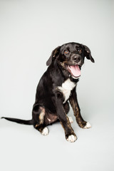 Cute Black Puppy on isolated Backbround