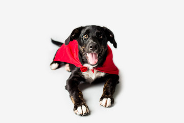Dog in a Red Cape