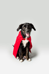 Fototapeta premium Dog in a Red Cape