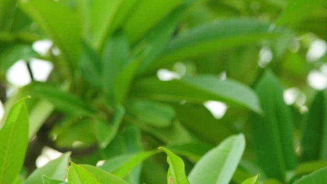 Plumeria rubra or common frangipani flowering tree with white and yellow blooming flowers and vibrant green foliage, panning panoramic high definition stock footage video clip.