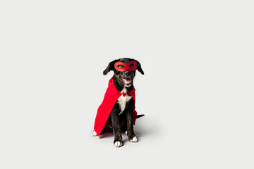 Super Hero Dog © MeganBetteridge