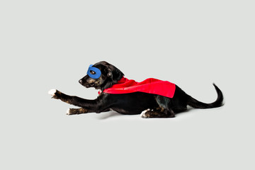 Super Hero Dog © MeganBetteridge