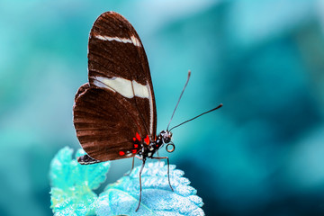 Closeup  beautiful butterfly  & flower in the garden.