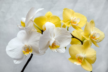 White and yellow orchids on white fabric background 