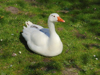 White goose