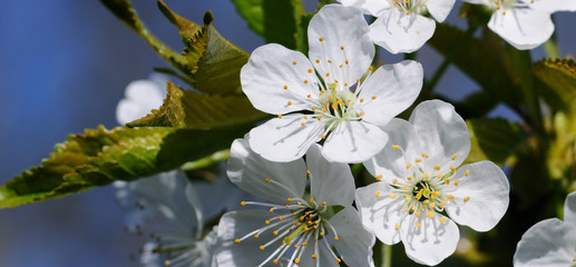 Spring flowers. Beautifully blossoming tree branch. Wide photo.