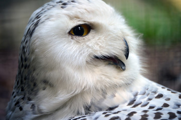 Obraz premium Snowy owl close-up portrait