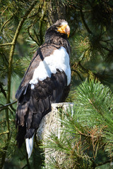 Steller's Sea Eagle full size