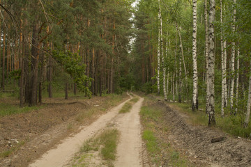 Forest road at sunset.