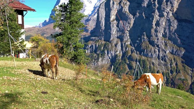 Alpine cows at meadow with Eiger and Monk mountains in Alps, Murren village, Berner Oberland, Switzerland