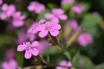 Rock soapwort