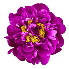 flower purple yellow peony, isolated on a white  background. Close-up. Element of design.