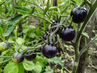 The Black Tomato, Indigo Rose, Ripening on a Vine in a Greenhouse