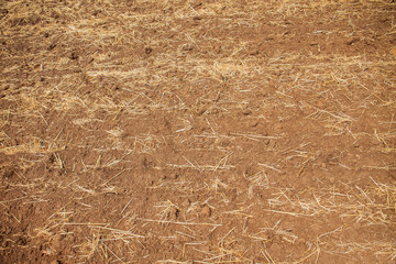 Fototapeta na wymiar Beveled hay on the ground