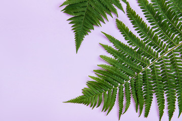 Fern leaf on colorful background.