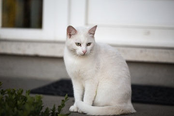 portrait of european type cats living in belgium