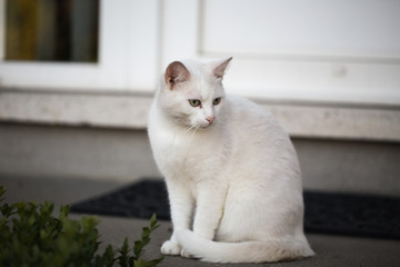 portrait of european type cats living in belgium