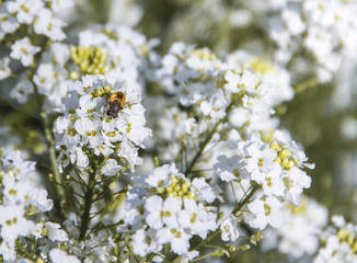 white flowers on a bush plant horseradish sits bee background inscription